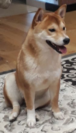 picture of dog