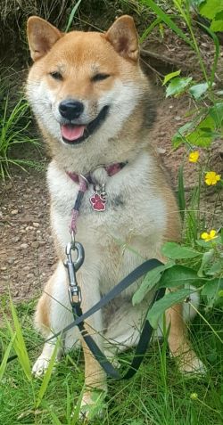 picture of dog