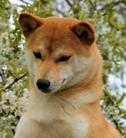 picture of dog