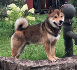 picture of dog