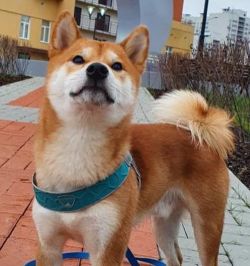 picture of dog