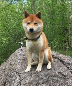 picture of dog