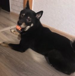 picture of dog