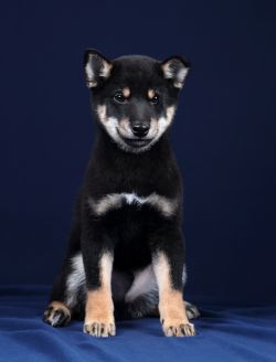 picture of dog