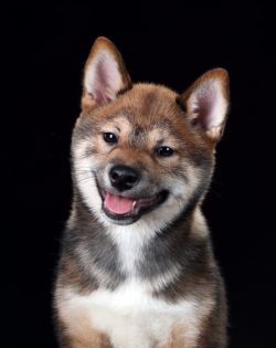 picture of dog