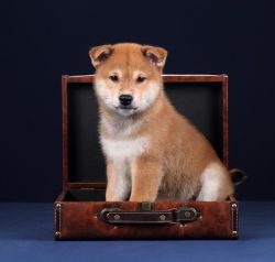 picture of dog