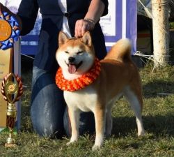 picture of dog