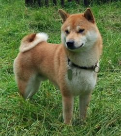 picture of dog