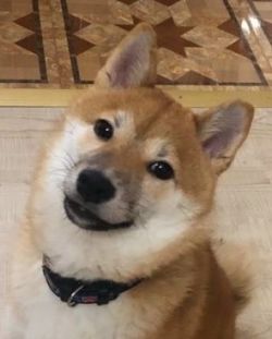 picture of dog