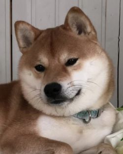 picture of dog
