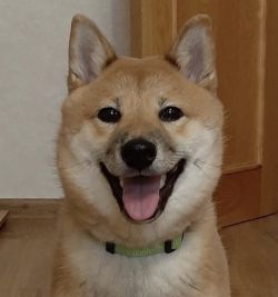 picture of dog