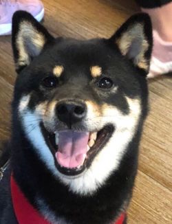 picture of dog