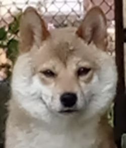 picture of dog