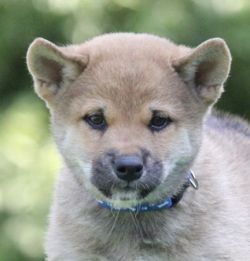 picture of dog