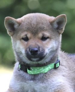 picture of dog