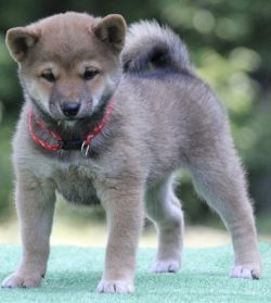 picture of dog