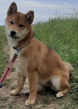 picture of dog