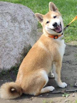 picture of dog