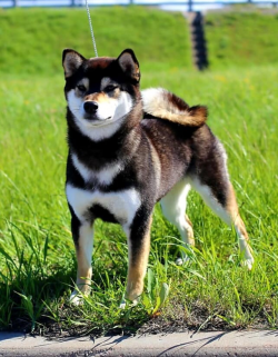 picture of dog