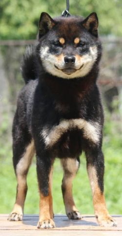 picture of dog