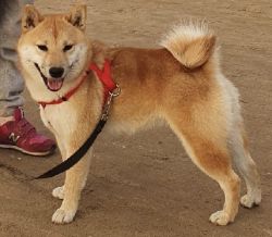 picture of dog