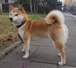picture of dog