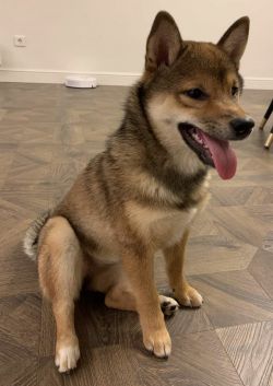 picture of dog