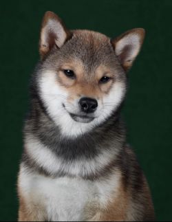 picture of dog