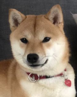 picture of dog