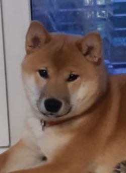 picture of dog