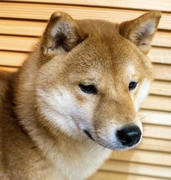 picture of dog