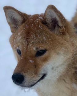 picture of dog