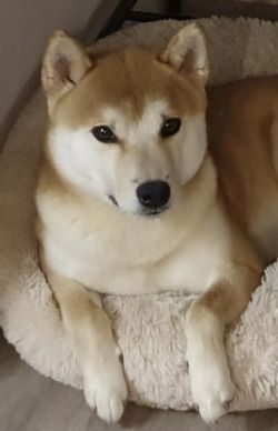 picture of dog