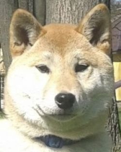 picture of dog
