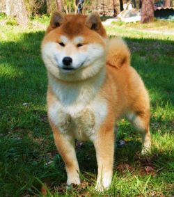 picture of dog