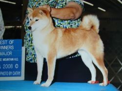 picture of dog