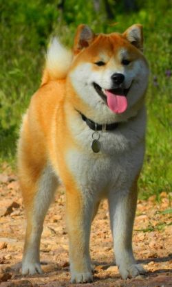 picture of dog