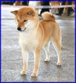 picture of dog