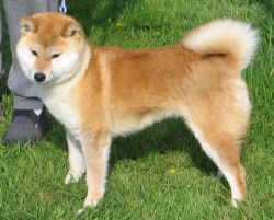 picture of dog