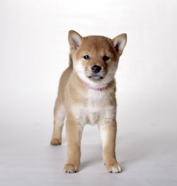 picture of dog