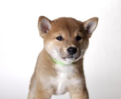 picture of dog