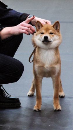 picture of dog