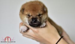 picture of dog
