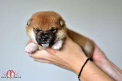 picture of dog