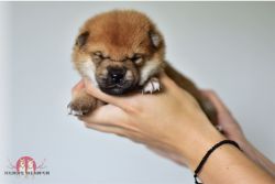 picture of dog