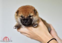 picture of dog