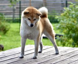 picture of dog