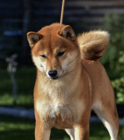 picture of dog