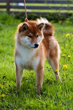 picture of dog