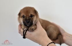 picture of dog